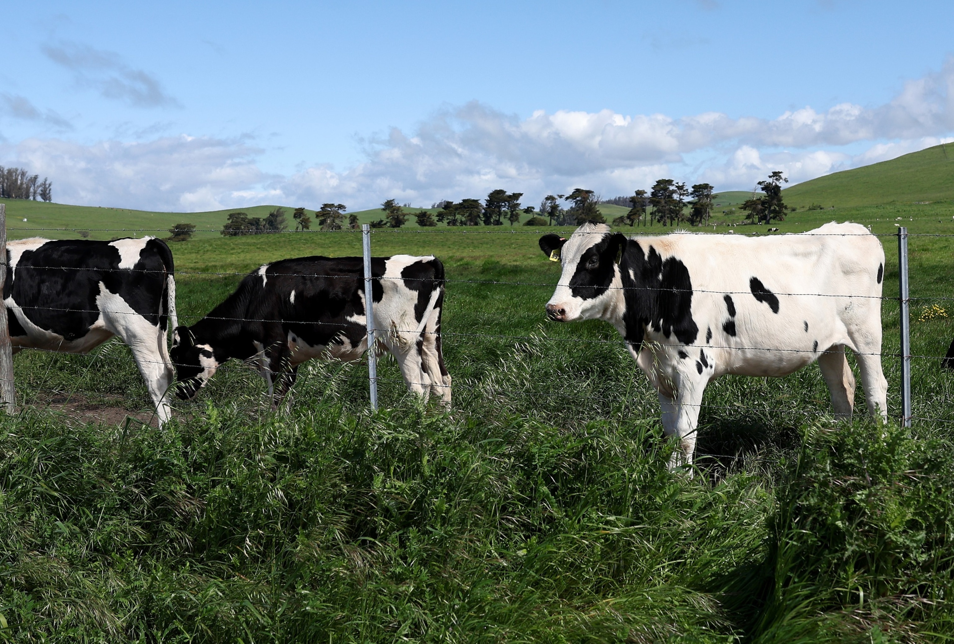 PHOTO: In this April 26, 2024, file photo, cows graze in a field at a dairy farm in Petaluma, Calif.