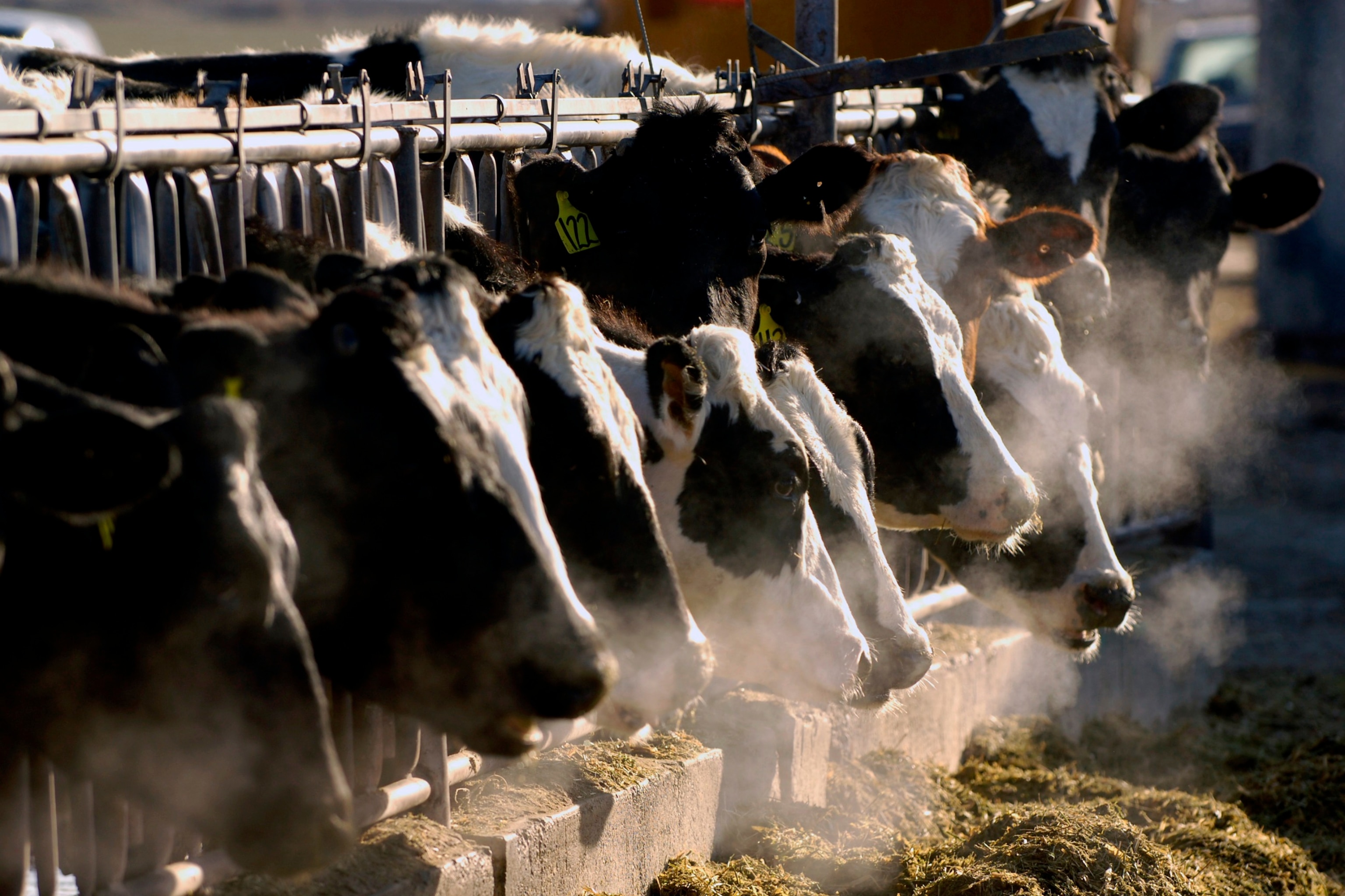 PHOTO: A line of Holstein dairy cows feed through a fence at a dairy farm in Idaho on March 11, 2009.