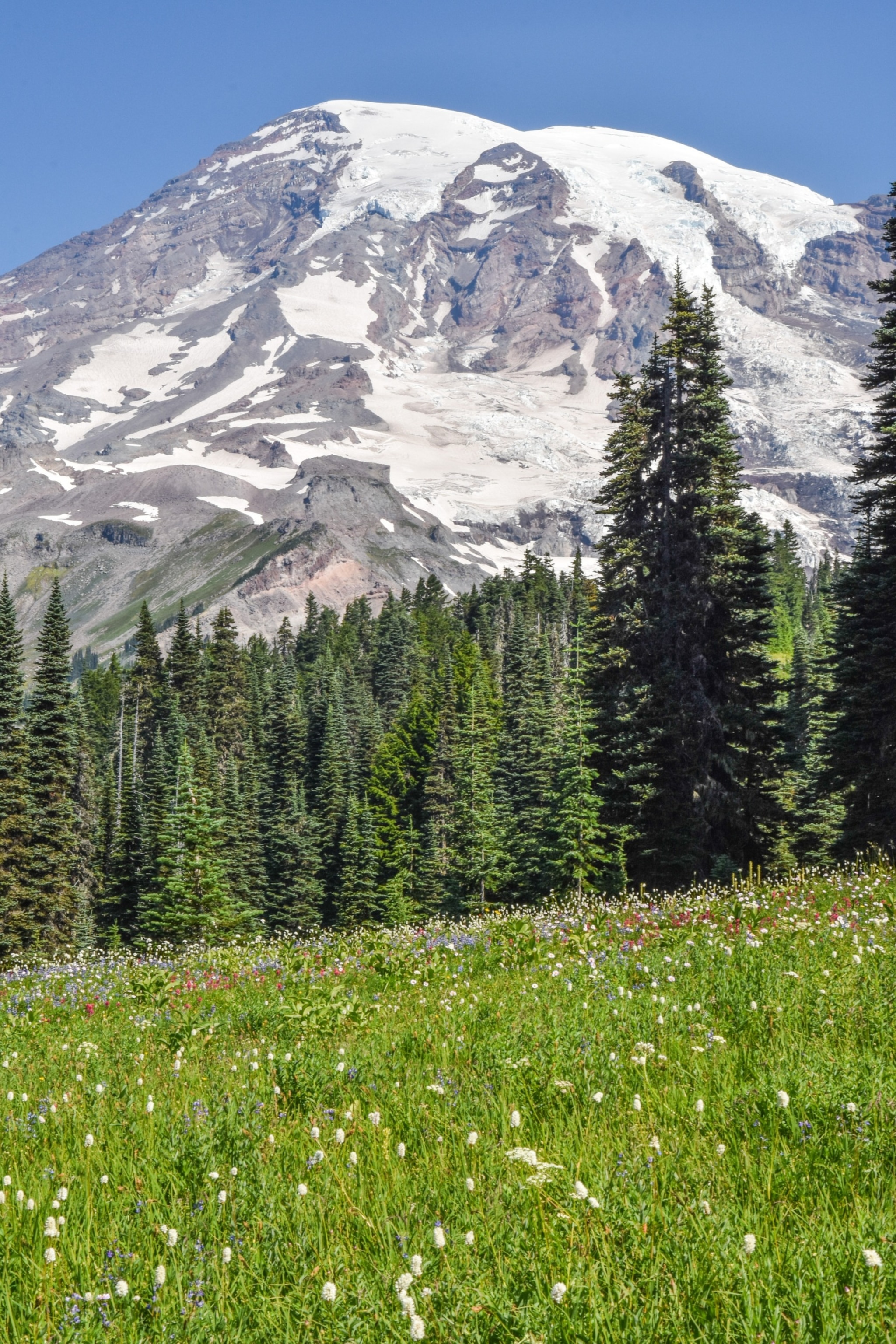 PHOTO: Mount Rainier sits high above the treeline surrounded by subalpine meadows full of flowers, Paradise, WA.
