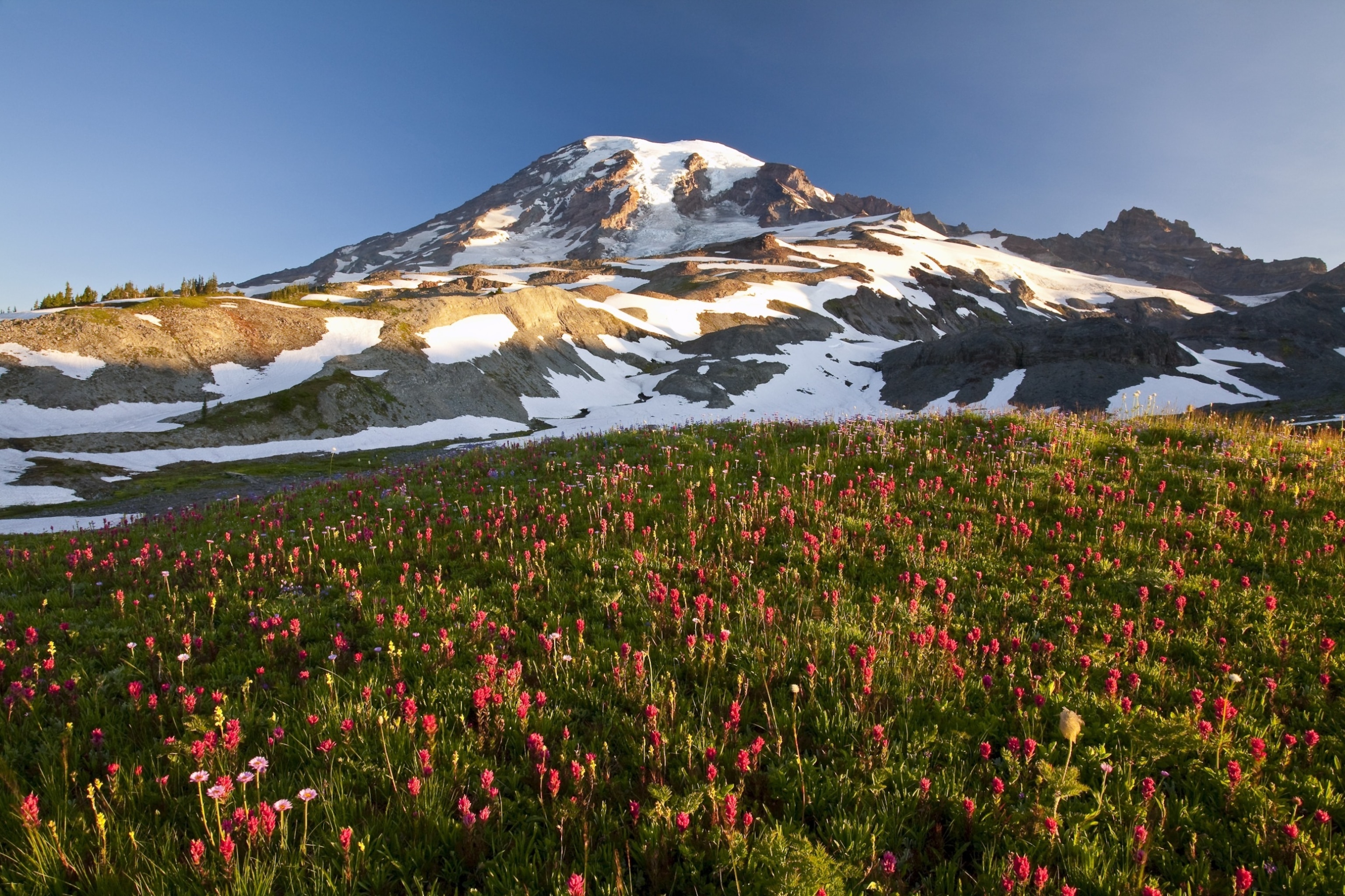 PHOTO: Blossoming wildflowers in a meadow and Mount Hood with snow, Mount Rainier National Park. Paradise, WA.