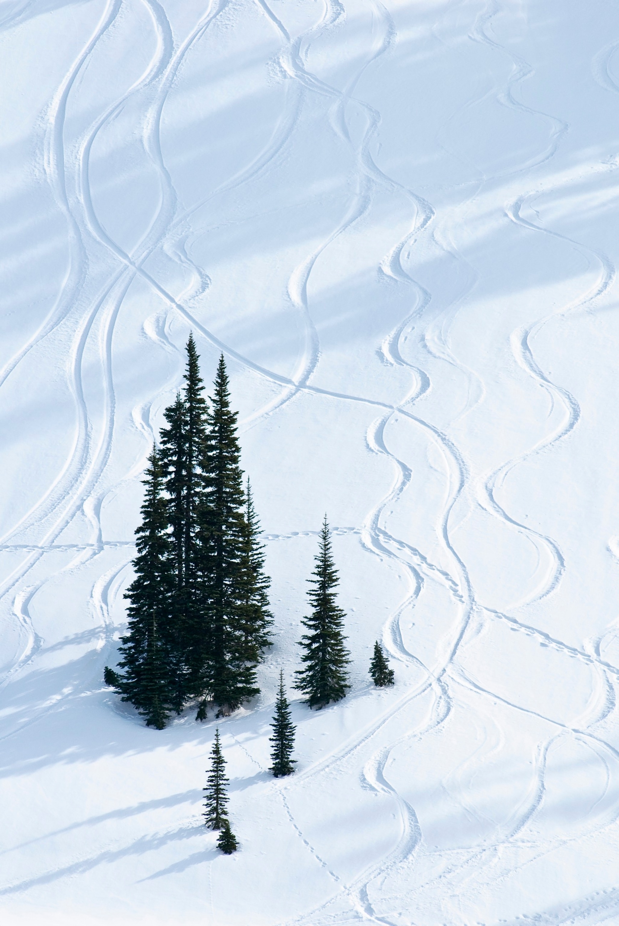 PHOTO: Trees and tracks in snow, Paradise Valley; Mount Rainier National Park, WA. 