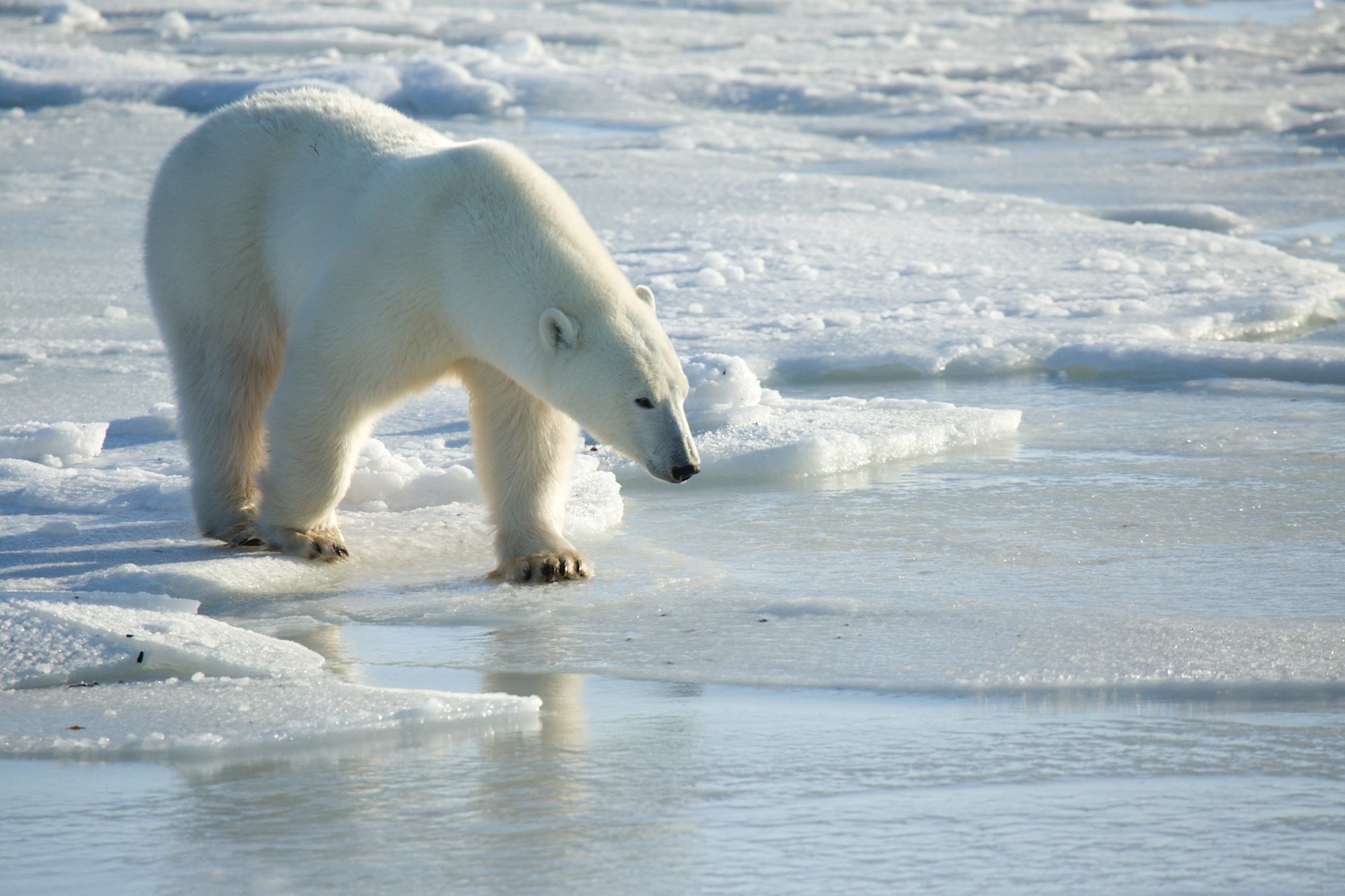PHOTO: Polar bear moving over thin ice. 