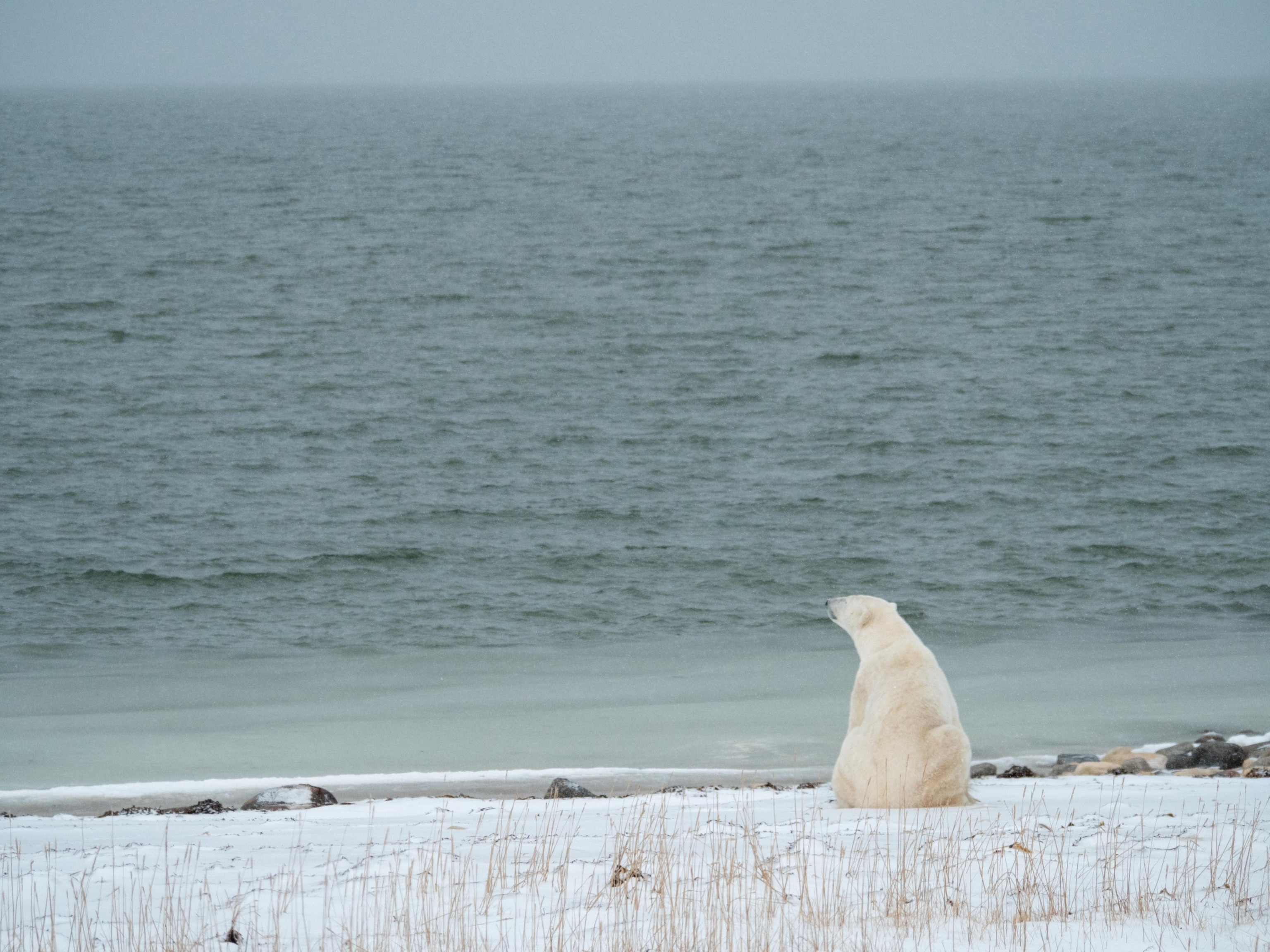 PHOTO: Polar bear on shoreline during ice-free season. 