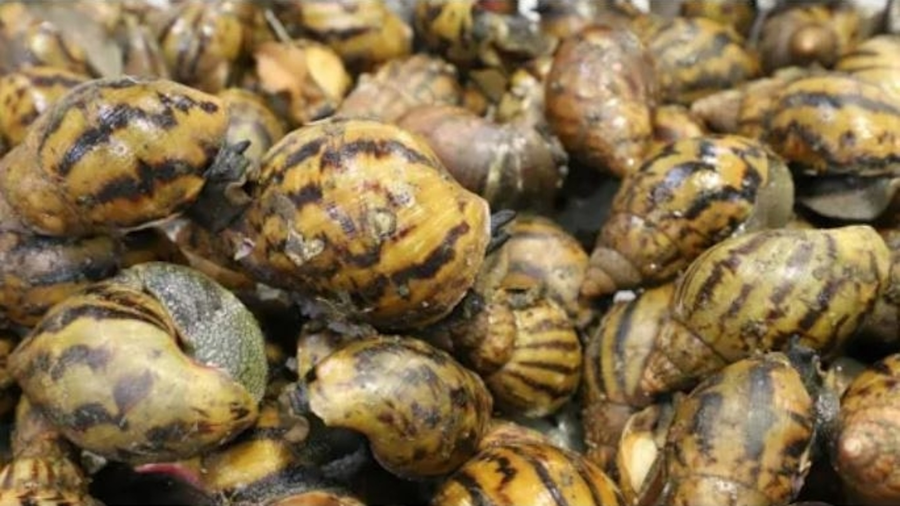 PHOTO: A cache of live snails discovered by CBP at Detroit Metropolitan Airport after a passenger arriving from Ghana was referred for a secondary examination after declaring various fresh food items. 