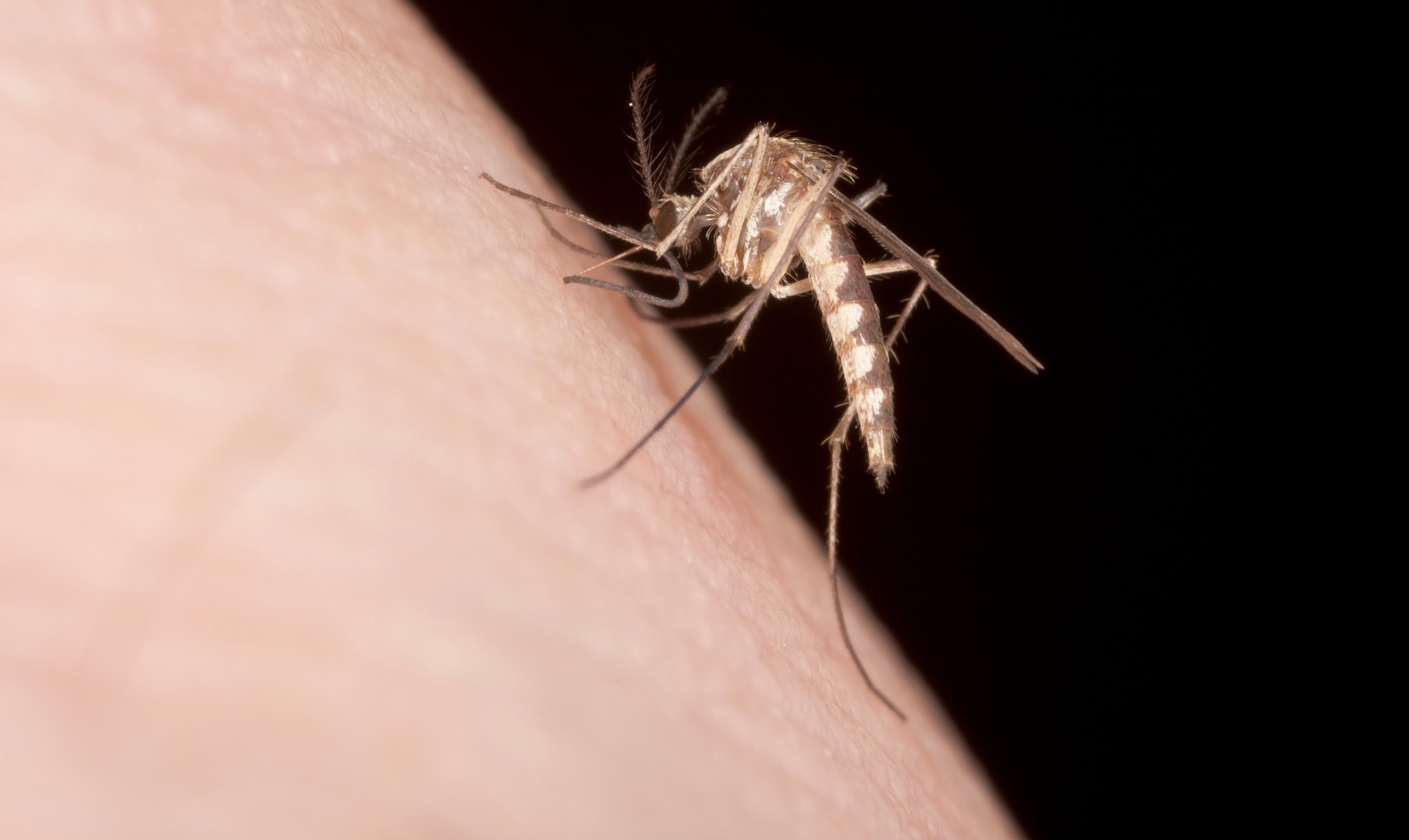 PHOTO: Biting Mosquito 