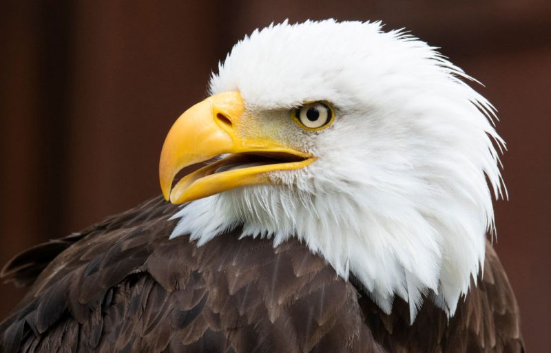 A bald eagle (Haliaeetus Leucocephalus) is pictured in its enclosure in the "Wildparadies Tripsdrill", a wildlife park near Cleebronn, southern Germany, on May 10, 2023. (Photo by THOMAS KIENZLE / AFP) (Photo by THOMAS KIENZLE/AFP via Getty Images)