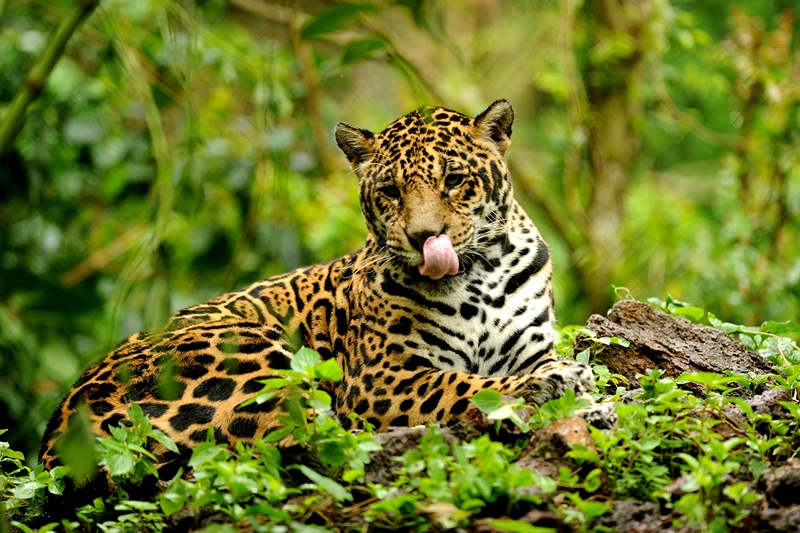 TO GO WITH AFP STORY by Yana Marull A captive jaguar rests in an enclosure at Petro Velho Farm, a refuge of the non-governmental organization NEX in Corumba de Goias, about 80 km from Brasilia, on January 11, 2013. Nex, an NGO aimed at preserving and defending the life of endangered Brazilian wild cats, has a sanctuary in the state of Goias which receives big cats from across the country which cannot return to nature. AFP PHOTO/Evaristo SA (Photo credit should read EVARISTO SA/AFP via Getty Images)