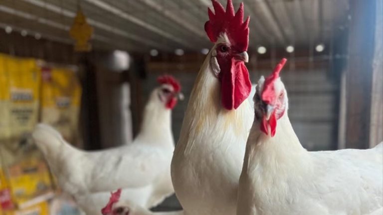 Americans take to raising their own chickens amid nationwide egg shortage