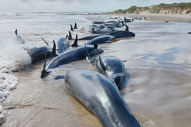 (Photo via: Tasmania’s Marine Conservation Program)