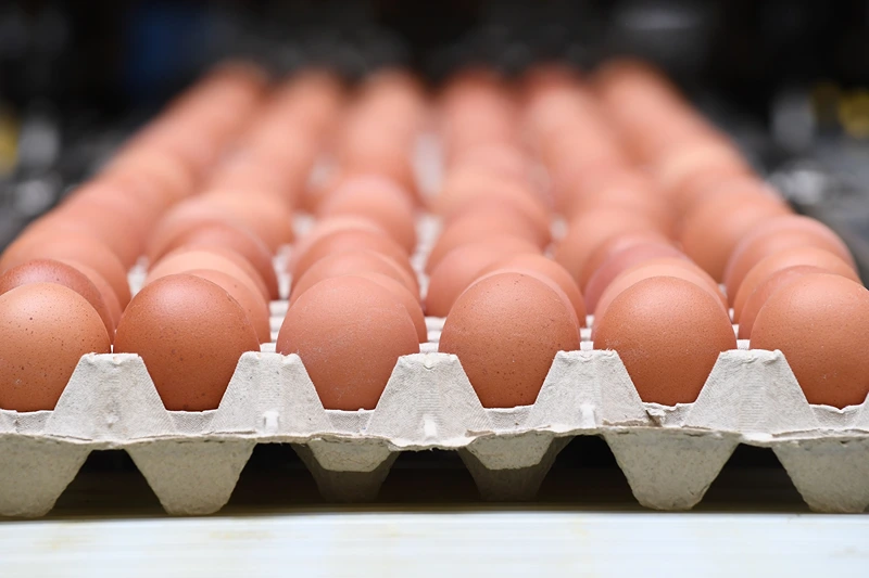 A picture taken in a the poultry farm in Hesbaye region near Namur on August 12, 2017 shows eggs being packed. A scandal involving eggs contaminated with insecticide spread to 15 EU countries, Switzerland and as far away as Hong Kong as the European Commission called for a special meeting on the growing crisis. / AFP PHOTO / JOHN THYS (Photo credit should read JOHN THYS/AFP via Getty Images)