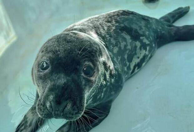 “Chappy,” Baby seal found stranded on street near Yale dies