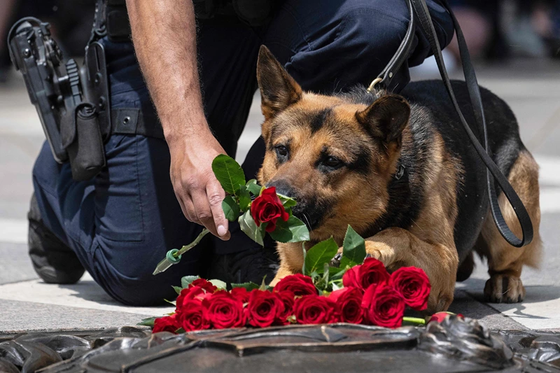 K-9 police officers lay a rose in remembrance of fallen K-9 police dogs during the National Police K9 Memorial Service at the National Law Enforcement Officers Memorial in Washington, DC, on May 11, 2023. (Photo by Jim WATSON / AFP) (Photo by JIM WATSON/AFP via Getty Images)